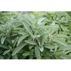100g Sauge Officinal مريمية اوراق مجففة