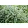 100g Sauge Officinal مريمية اوراق مجففة